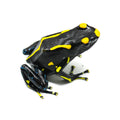 Dendrobates tinctorius "Table Mountain"
