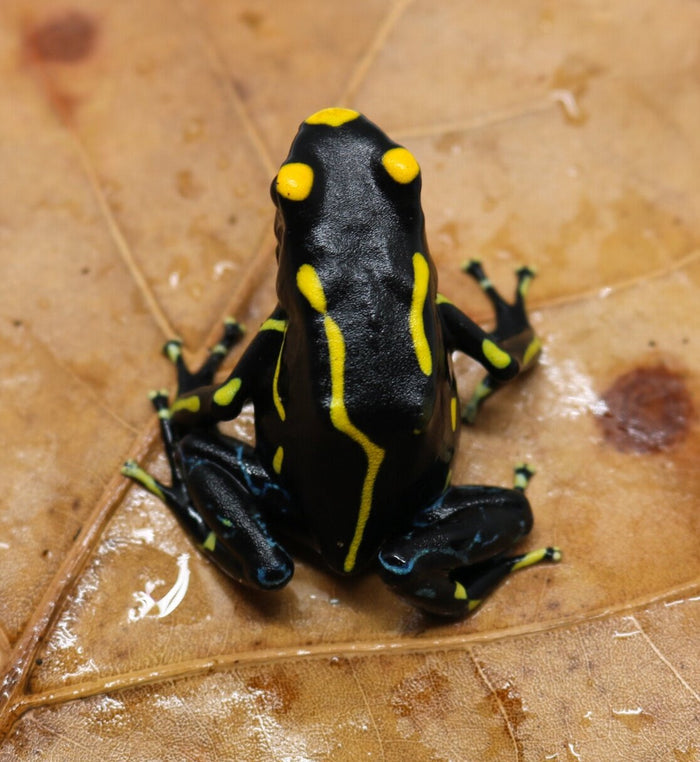 Dendrobates tinctorius "Table Mountain" image 2