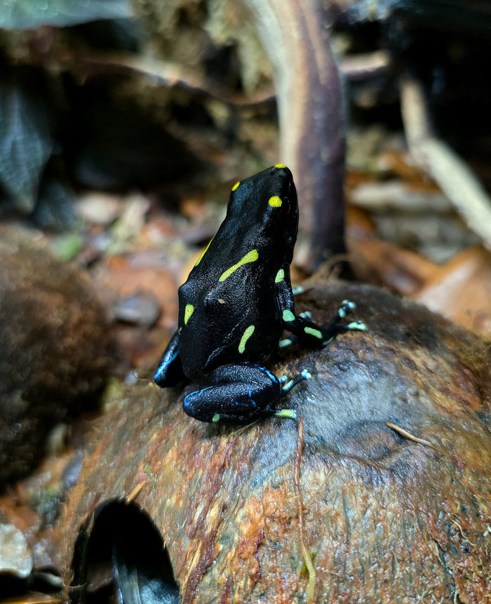 Dendrobates tinctorius "Table Mountain"