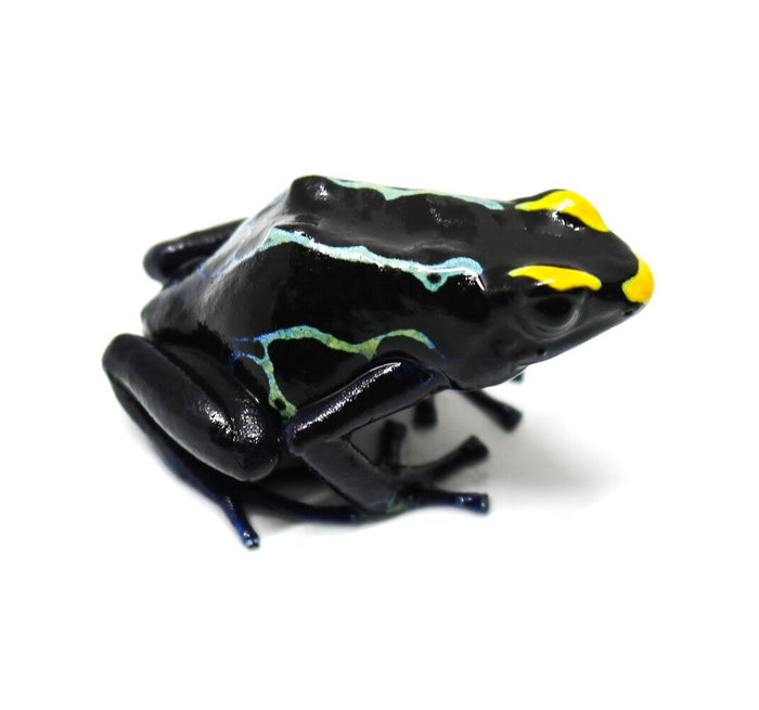 Dendrobates tinctorius "True Sipaliwini"