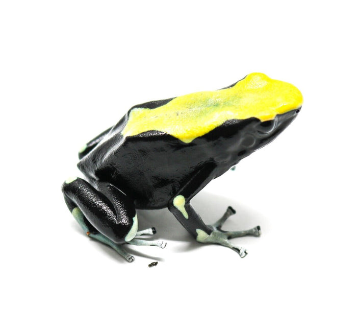 Dendrobates tinctorius "Yellowback"