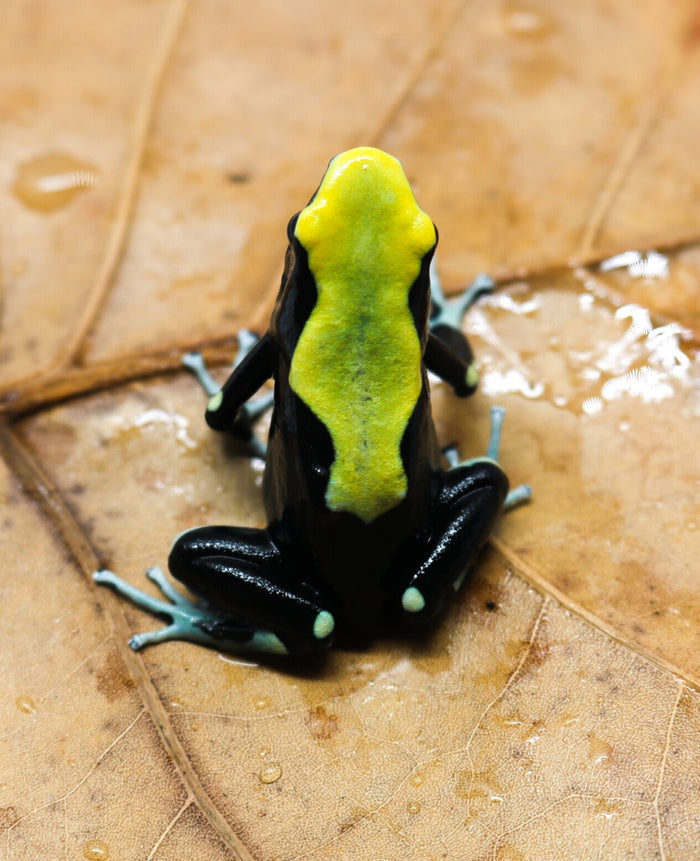 Dendrobates tinctorius "Yellowback" image 2
