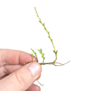 Dendrobium hippocrepiferum