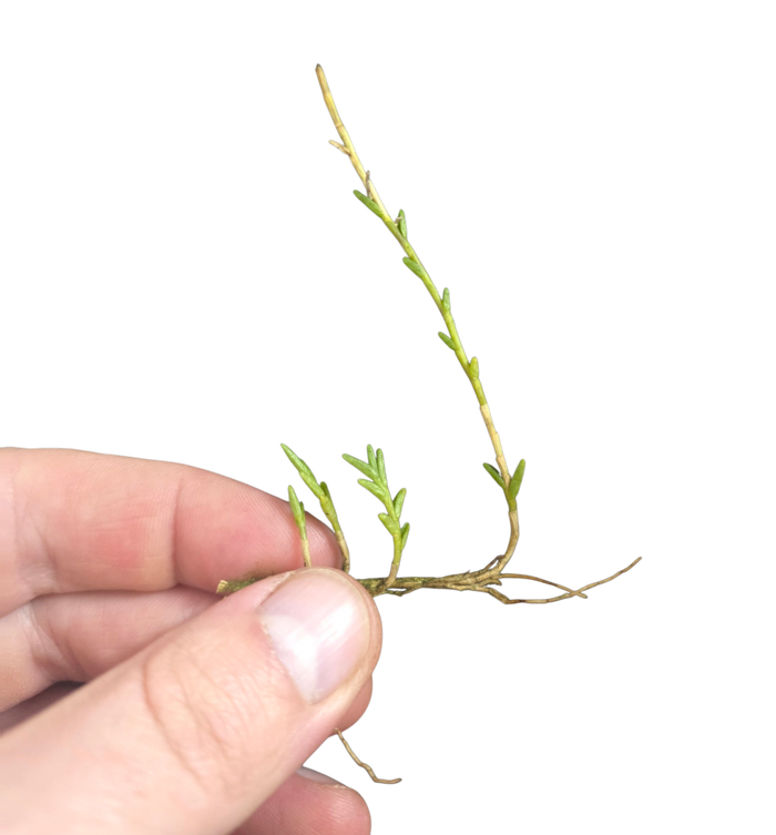 Dendrobium hippocrepiferum