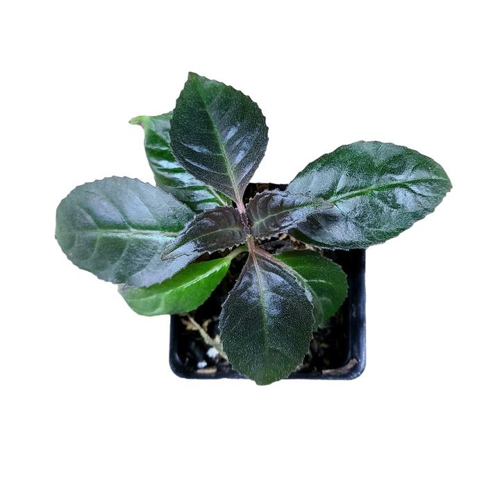 Drymonia serrulata