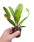 Echinodorus 'Red Chameleon'