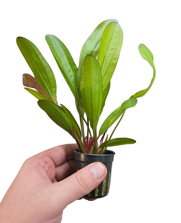 Echinodorus 'Red Chameleon'