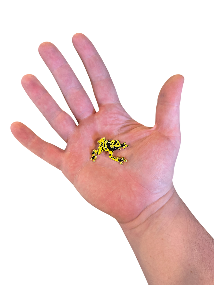 Enamel Pin - BumbleBee Poison Frog image 2