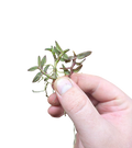 Epidendrum neoporpax