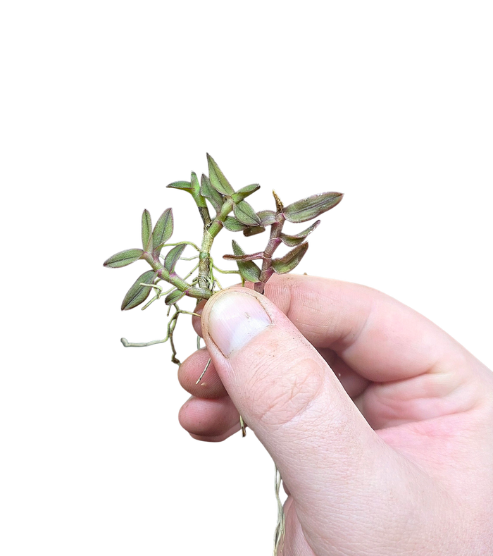 Epidendrum neoporpax
