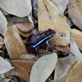 Epipedobates anthonyi "Ankas" Tadpole