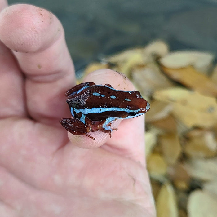 Epipedobates anthonyi "Ankas" Tadpole image 3