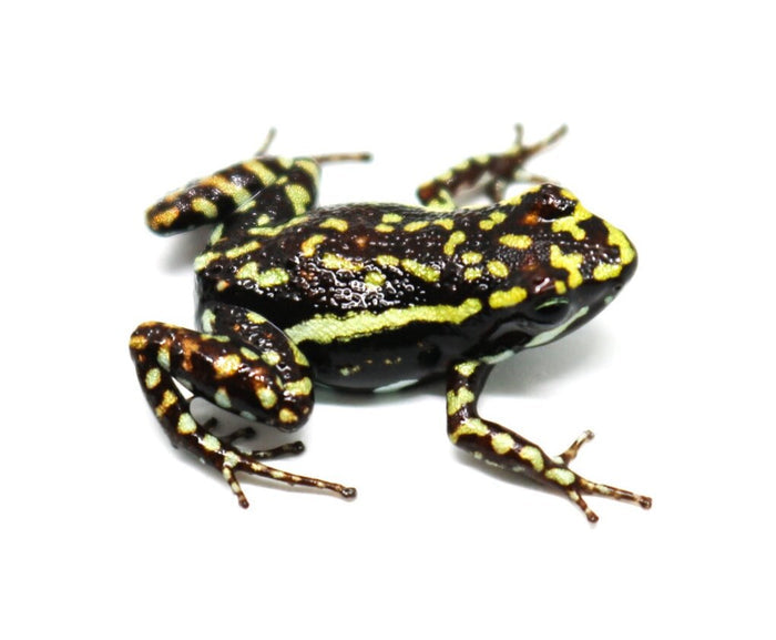 Epipedobates tricolor "Cielitos"
