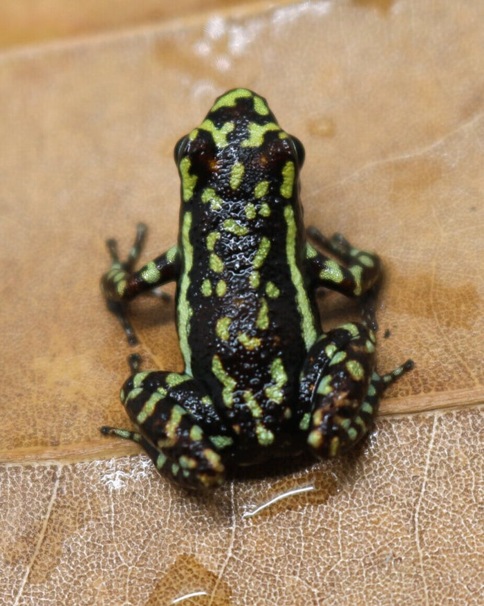 Epipedobates tricolor "Cielitos" image 2