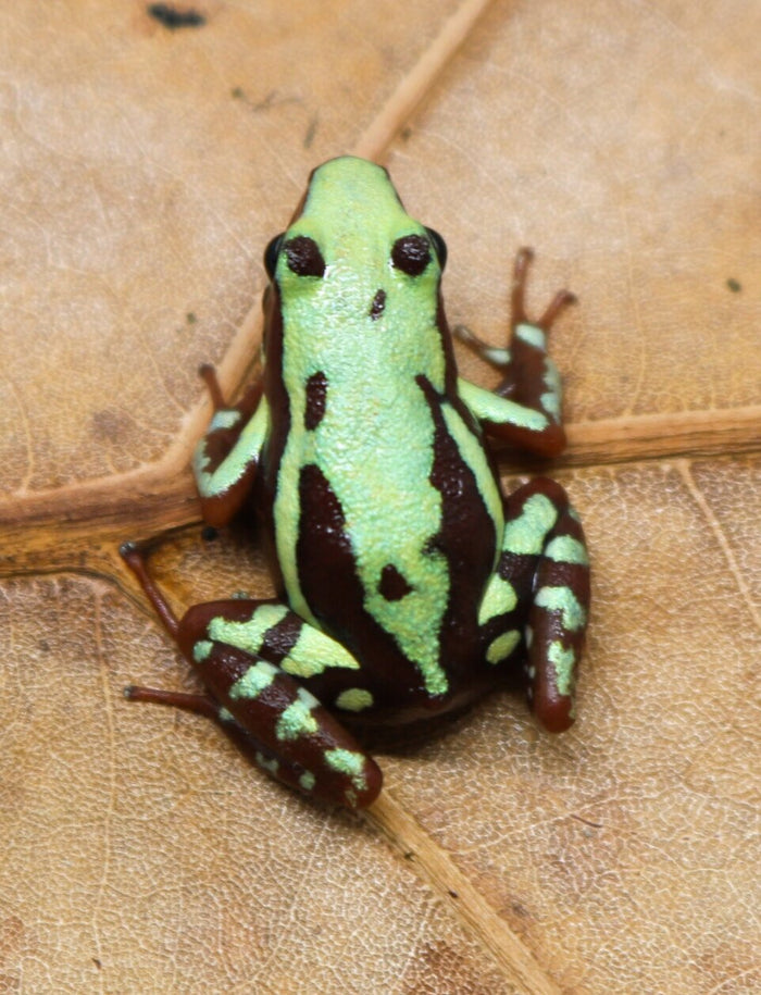 Epipedobates tricolor "Highland" image 2