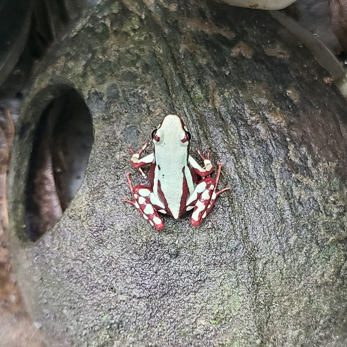 Epipedobates tricolor "Highland" image 3