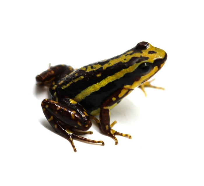 Epipedobates tricolor "Rio"