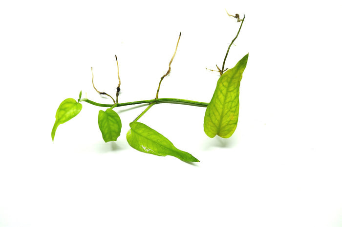Epipremnum pinnatum "Skeleton Key"