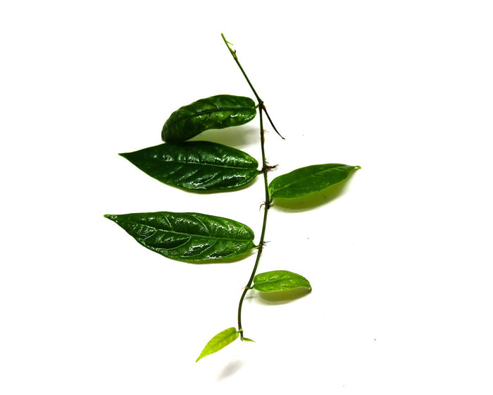 Ficus radicans