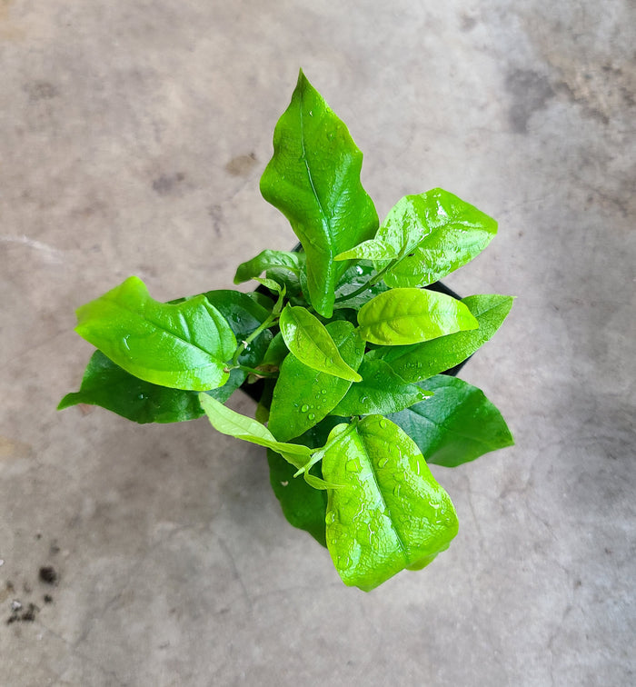 Ficus radicans image 2