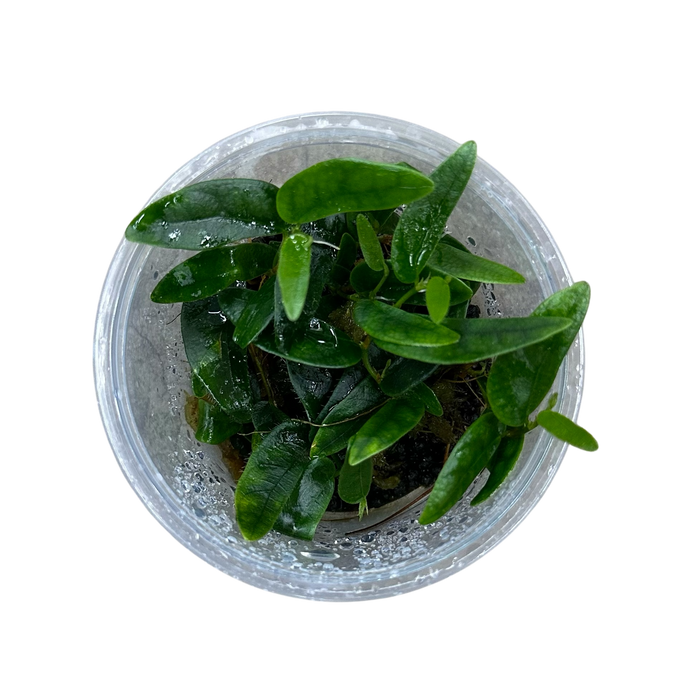 Ficus ruginervia "Lance Leaf / sp. Panama" image 2