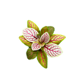 Fittonia albivenis “Skeleton”