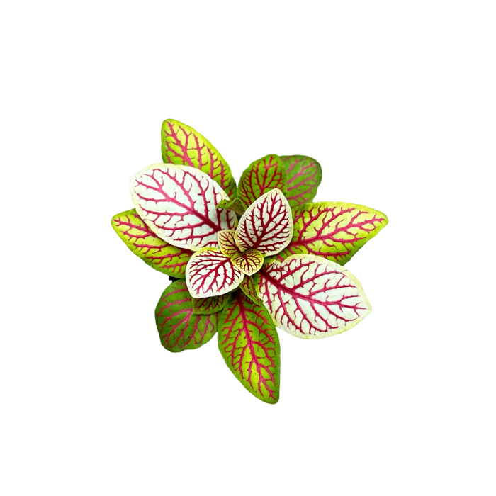 Fittonia albivenis “Skeleton”