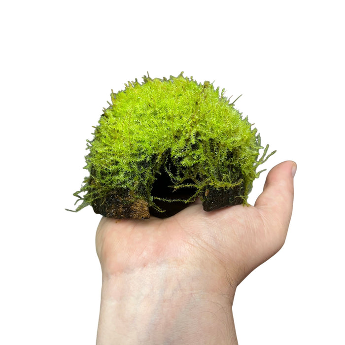 FrogDaddy BryoHuts