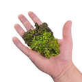 FrogDaddy BryoSlabs
