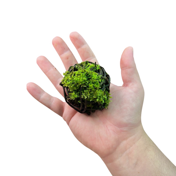 FrogDaddy BryoSpheres