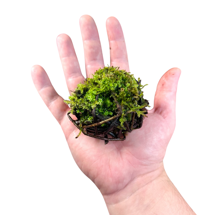 FrogDaddy BryoSpheres image 2