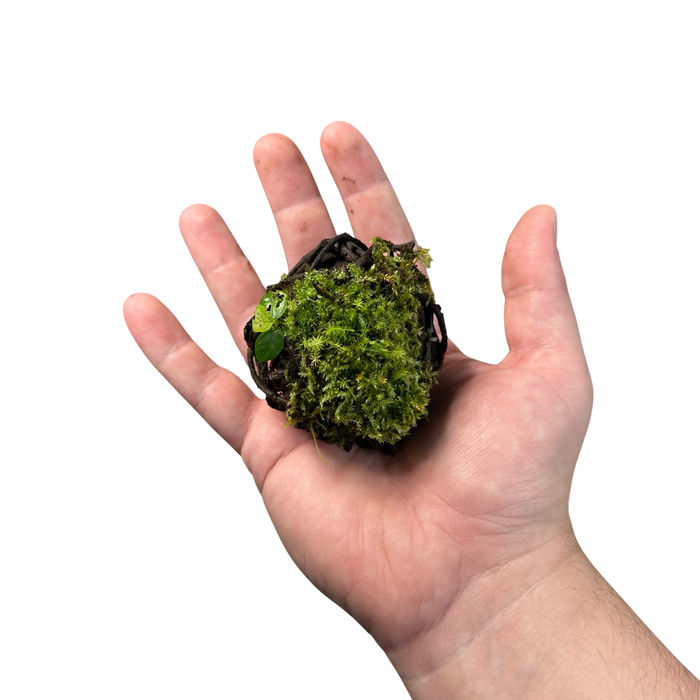 FrogDaddy BryoSpheres image 3