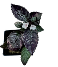 Hemigraphis alternata - Silver Queen