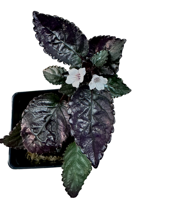 Hemigraphis alternata - Silver Queen