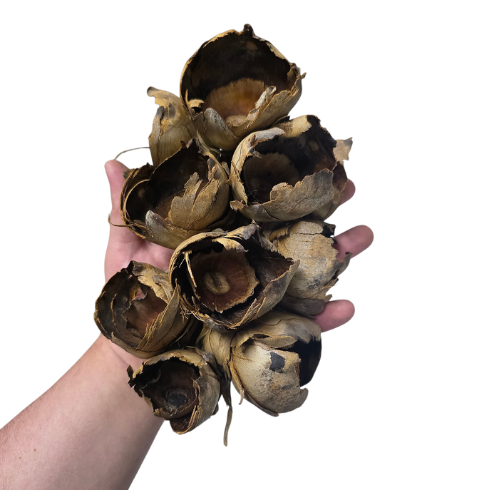 Hive Pods