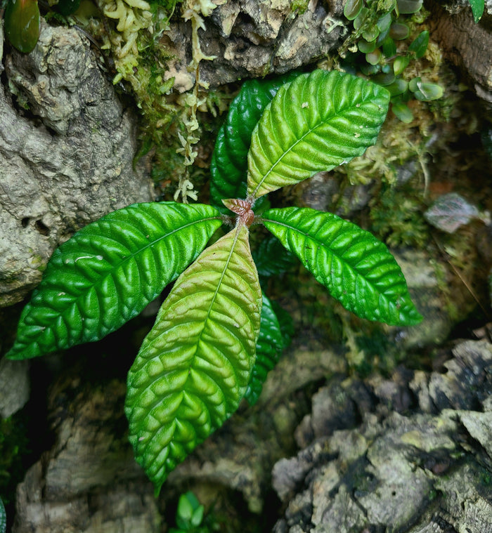 Hoffmannia bullata