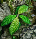 Hoffmannia bullata