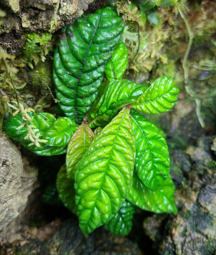 Hoffmannia bullata image 2