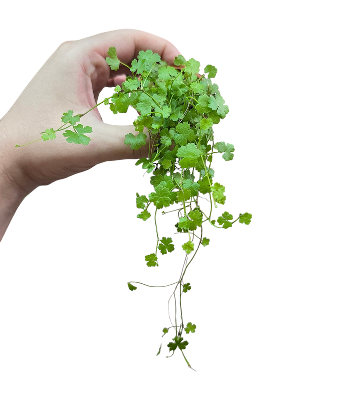 Hydrocotyle tripartita