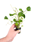 Hydrocotyle verticillata