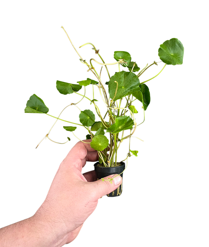 Hydrocotyle verticillata