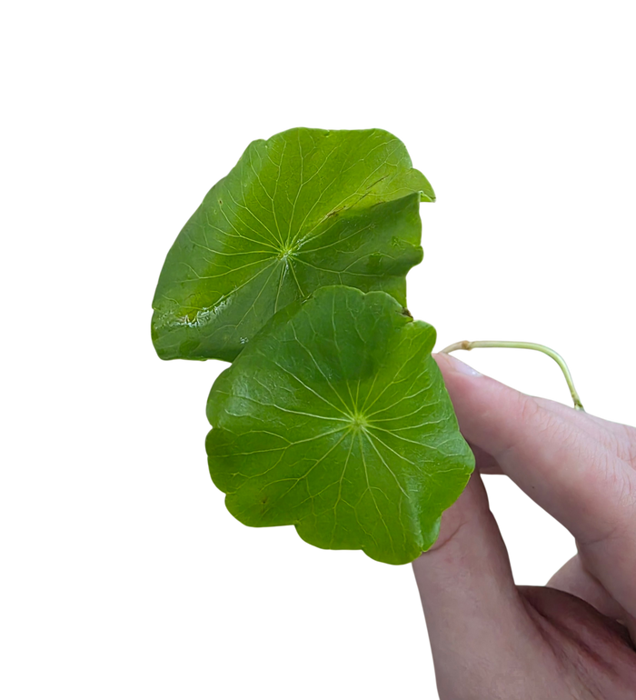 Hydrocotyle verticillata