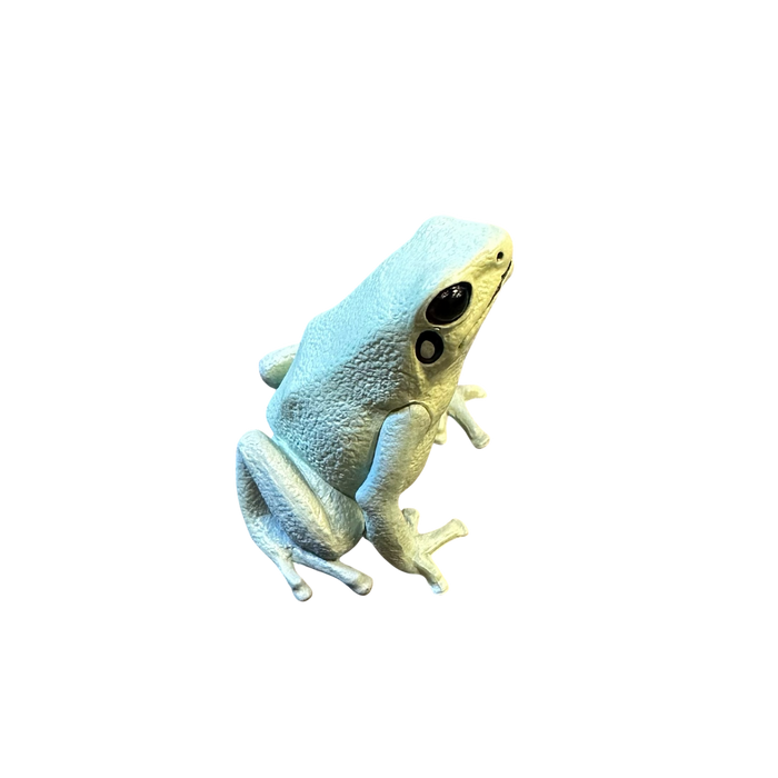 Hyper-Realistic Figurine - Phyllobates terribilis “Mint”