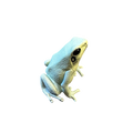 Hyper-Realistic Figurine - Phyllobates terribilis “Mint”