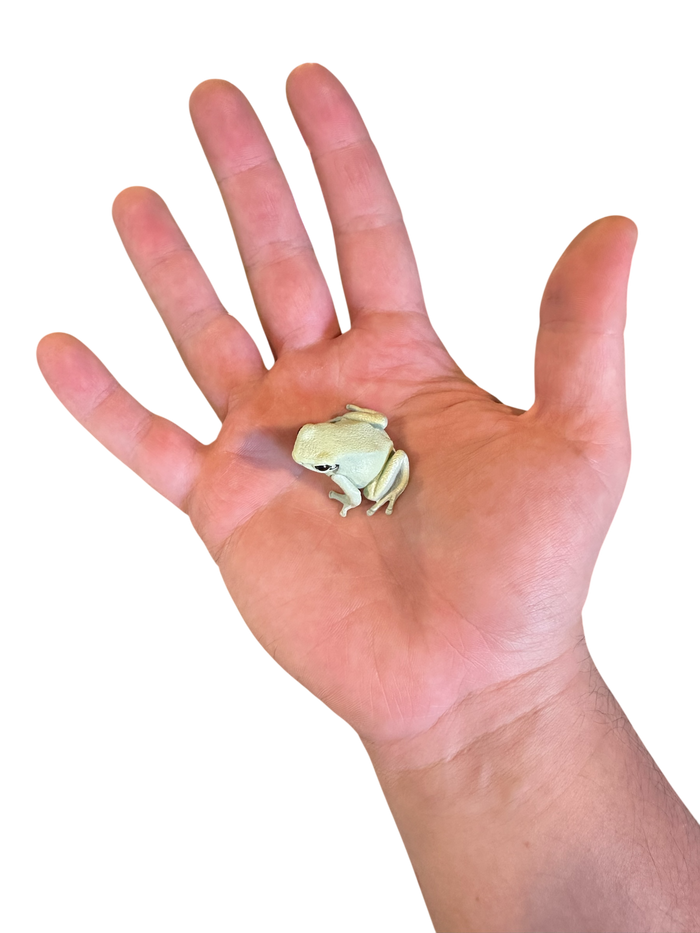 Hyper-Realistic Figurine - Phyllobates terribilis “Mint” image 3