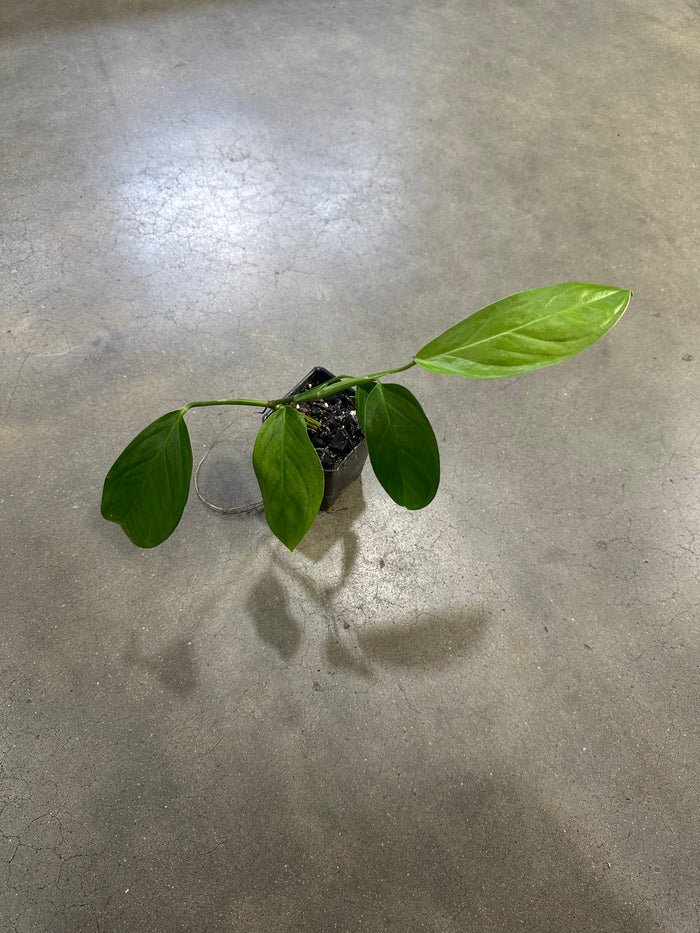 Monstera obliqua Bolivia image 2