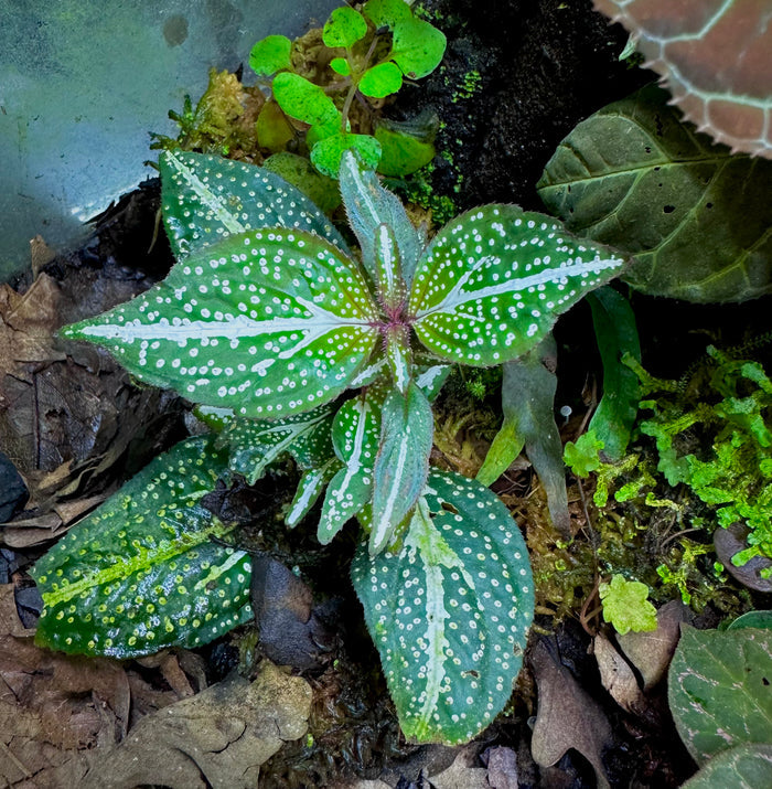 Sonerila sp. Super Spot
