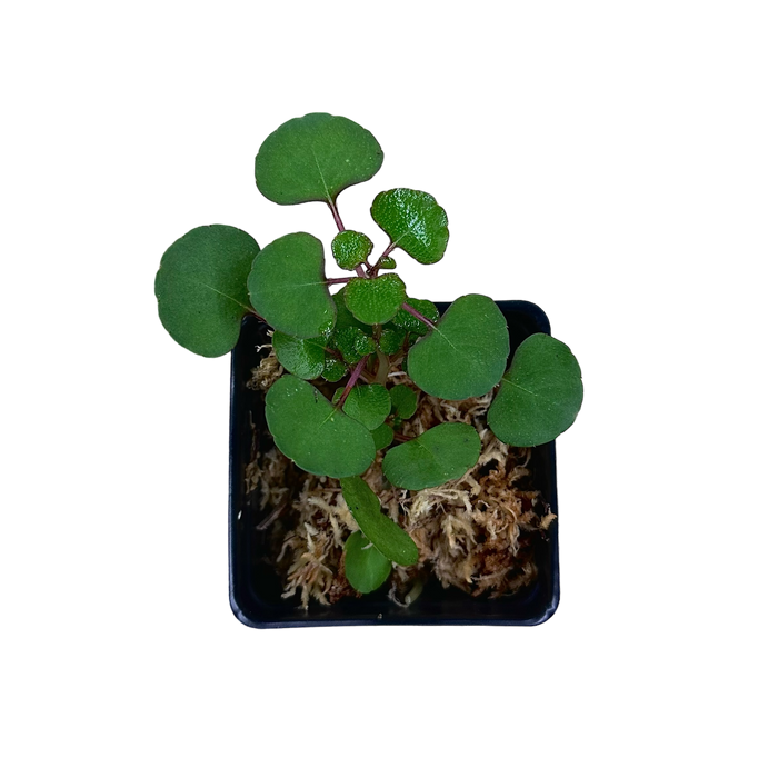 Impatiens repens image 2