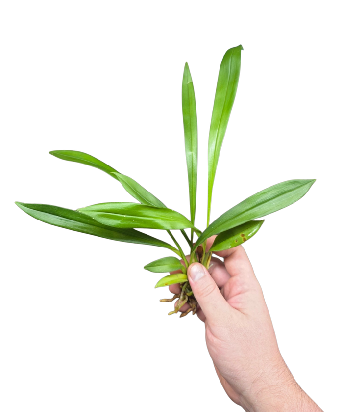 Kefersteinia laminata