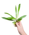 Kefersteinia laminata